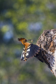 African hoopoe (Upupa africana) at nest in Kruger National park, South Africa