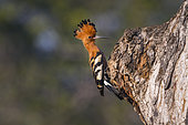 African hoopoe (Upupa africana) at nest in Kruger National park, South Africa