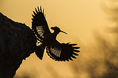 African hoopoe (Upupa africana) in Kruger National park, South Africa
