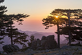 View from the Bavella Pass, on the East Coast, Laricio pine (Pinus Nigra Corsicana), Alta Rocca, Quenza, Corse-du-Sud, France
