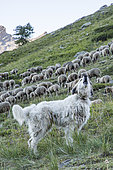 Patou et troupeau de moutons dans un alpage, Parc naturel régional du Queyras, Alpes, France
