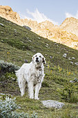 Patou dans un alpage, Parc naturel régional du Queyras, Alpes, France