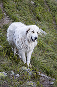 Patou dans un alpage, Parc naturel régional du Queyras, Alpes, France