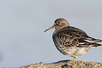 Purple Sandpiper (Calidris maritima) Internuptial adult resting on a rock by the sea in winter, Finistère, France