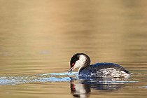 Horned Grebe (Podiceps auritus) internuptial adult catching a fish in overwintering on a pond, Finistère, France