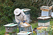 Maintenance of an apiary, Inspection of rays and smoke to calm the bees, autumn, Finistère, France