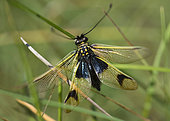 Butterfly-lion (Libelloides longicornis), Mercantour, National Park, Alps, France