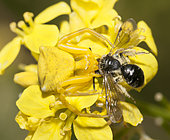 Goldenrod Spider (Misumena vatia) female catching a Solitary bee (Andrena agilissima) on Black mustard (Brassica nigra) flowers, Pays de Loire, France
