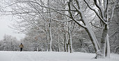 Walker in the snowy Vosges forest (pine-beech-fir forest), Regional Natural Park of Vosges du Nord, France