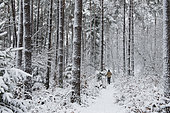 Walker in the snowy Vosges forest (pine-beech-fir forest), Regional Natural Park of Vosges du Nord, France