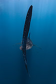 Derrière l’immense nageoire caudale d’une requin baleine (Rhincodon typus), Madagascar