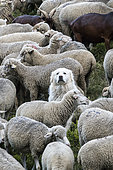 Patou et troupeau de moutons dans un alpage, Parc naturel régional du Queyras, Alpes, France