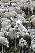 Patou et troupeau de moutons dans un alpage, Parc naturel régional du Queyras, Alpes, France