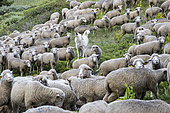 Patou et troupeau de moutons dans un alpage, Parc naturel régional du Queyras, Alpes, France