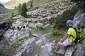 Berger et ses Patous surveillant le troupeau de moutons dans un alpage, Parc naturel régional du Queyras, Alpes, France