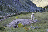 Patou et troupeau de moutons dans un alpage, Parc naturel régional du Queyras, Alpes, France