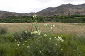 Hollyhock (Alcea tabriziana) flowers, Armenia