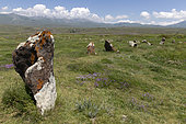 Monoliths in the steppe, Korats Karer Historical Reserve, Karahunj, Armenia.
