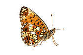 Silver-bordered Fritillary (Boloria selene) on white background, Lot, France