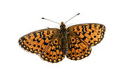 Silver-bordered Fritillary (Boloria selene) on white background, Lot, France