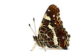 Map Butterfly (Araschnia levana) on white background, Lot, France