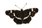 Map Butterfly (Araschnia levana) on white background, Lot, France
