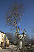 Pruning of a plane tree (Platanus sp), Provence France.