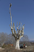 Pruning of a plane tree (Platanus sp), Provence France.