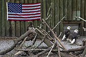 Bald eagle (Haliaeetus leucocephalus) in captivity. american national symbol bird with flag, florida, usa