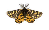Crowned Moth (Eurranthis plummistaria) male on black background, Saumane, Provence, France