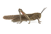 Italian locust (Calliptamus italicus) on white background, Provence, France