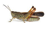 Grasshopper (Stauroderus scalaris) on white background, Macuègne, Haute- Provence, France