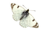 Western Dappled White (Euchloe crameri) on white background, St Michel l'Observatoire, Provence, France