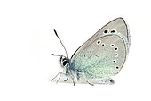 Black Eyed Blue (Glaucopsyche melanops) on white background, Mazan, Vaucluse, Provence, France