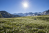Vallée de la Clarée, Kuepfer's Buttercup (Ranunculus kuepferi) bed, Névache, Hautes-Alpes, France