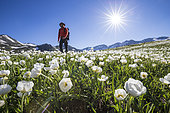 Vallée de la Clarée, Kuepfer's Buttercup (Ranunculus kuepferi) bed and hiker on the GR57, Névache, Hautes-Alpes, France