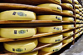 Comté cheese making, cheese grinders in a maturing cellar, Cheese factory, Damprichard, Doubs, France