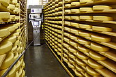Comté cheese making, robot brushing cheese grinders in a maturing cellar, Cheese factory, Damprichard, Doubs, France