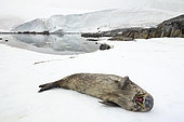 Weddell seal (Leptonychotes weddellii) yawning on a beach in the Antarctic Peninsula.