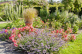 Rosa 'Douceur Normande', Nepeta faassenii 'Walker's Low', Ecole du Breuil, Paris, France