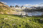 Kuepfer's buttercup (Ranunculus kuepferi) on the shore of Lake Allos (2226 m), in the background the Tours du Lac, Haut-Verdon, Mercantour National Park, Alps, France