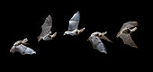 Serotine bat (Plecotus auritus)in flight at night, Salamanca, Castilla y León, Spain