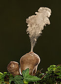 Common puffball (Lycoperdon perlatum) expelling spores, Spain