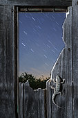Moorish Wall Gecko (Tarentola mauritanica) on an old wooden door at night, Spain