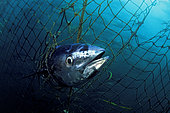 A dead Southern bluefin tuna, Thunnus maccoyii, caught in a tuna pen. All southern bluefin tuna ranching occurs in a small region offshore of Port Lincoln, South Australia. This industry was initiated in 1991 and has now developed to be the largest farmed seafood sector in Australia.