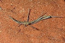 Truxale (Acrida conica) forme marron, accouplement, Yulara, Centre Rouge, NT, Australie