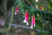 Fuchsia Heath (Epacris longiflora), Sydney Manly, NGS, Australia