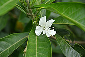 Hibiscus (Hibiscus macilwraithensis), Cape York Sydney botanic park, Australia
