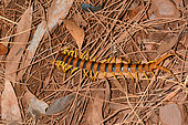 Centipede (Scolopendra sp), Karijini National Park, WA, Australia
