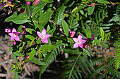 Willow-leaved crowea (Crowea saligna), Sydney Manly, NGS, Australia